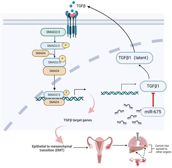 J Cancer Image