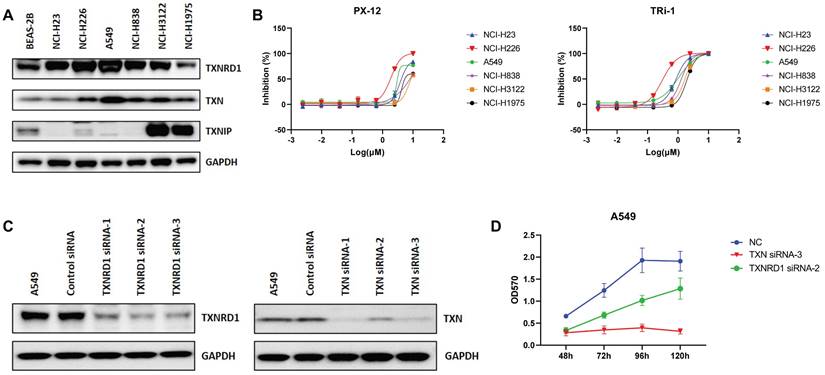 J Cancer Image