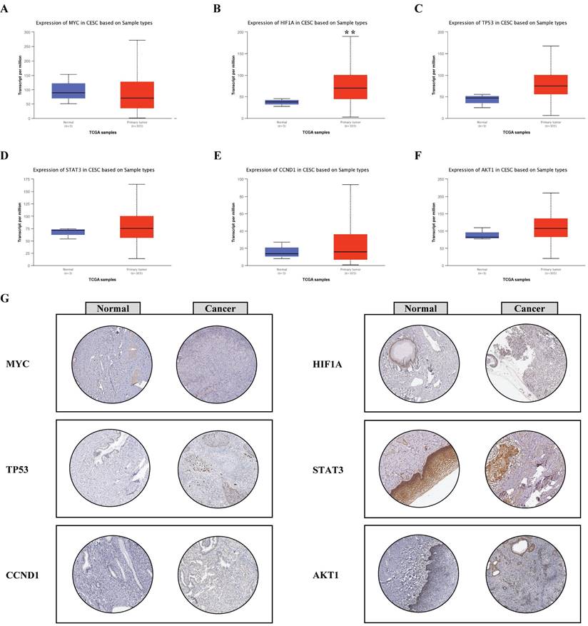 J Cancer Image