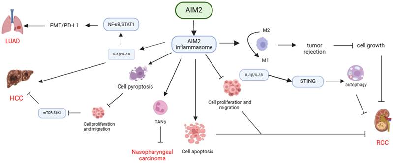 J Cancer Image