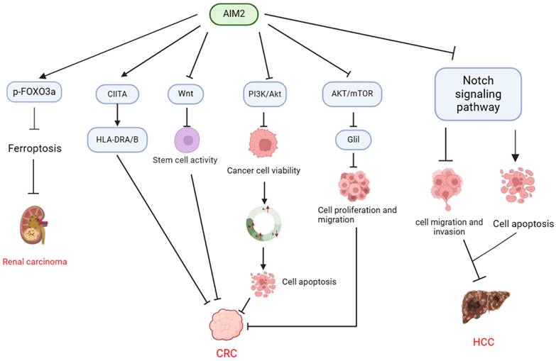 J Cancer Image