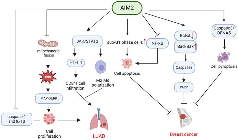 J Cancer Image