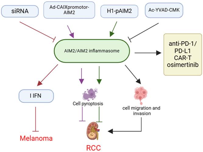 J Cancer Image