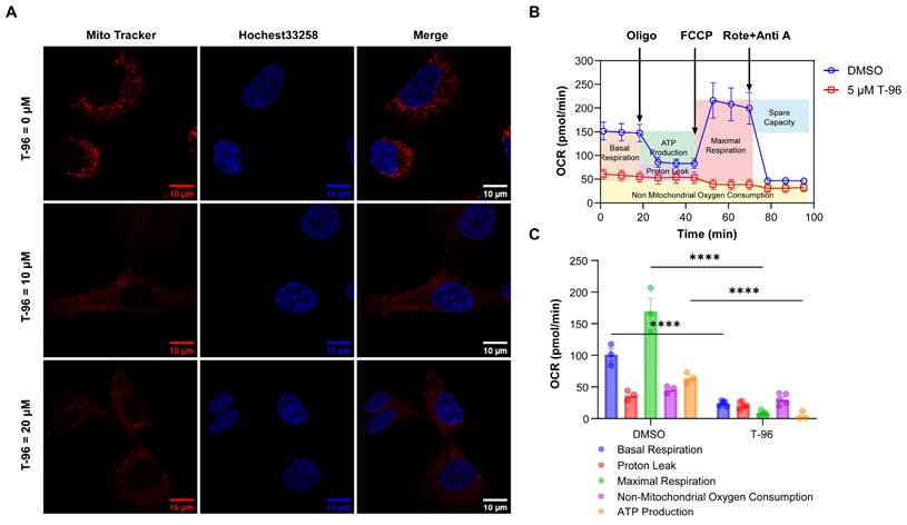 J Cancer Image