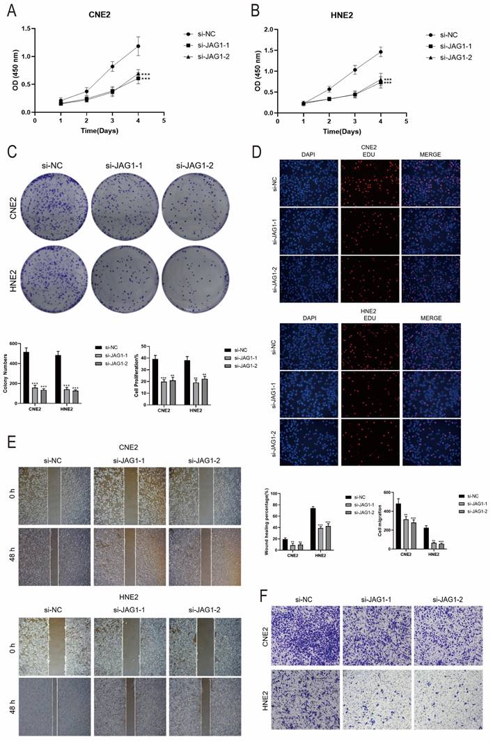 J Cancer Image