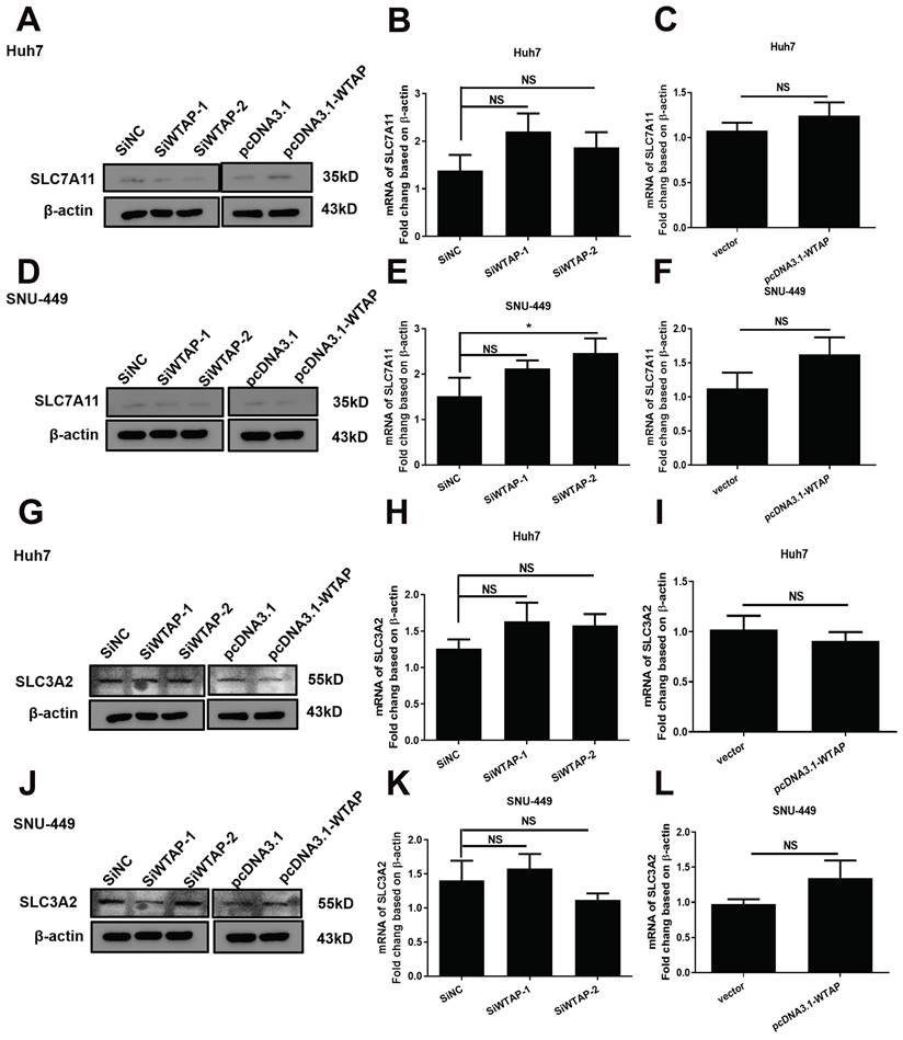 WTAP regulates Mitochondrial damage and Lipid oxidation in HCC by NOA1 ...