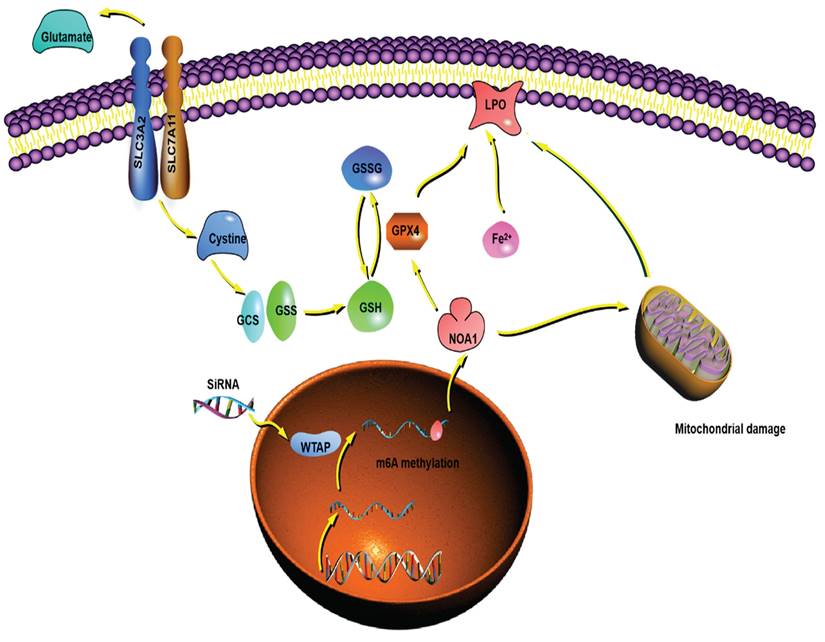 J Cancer Image