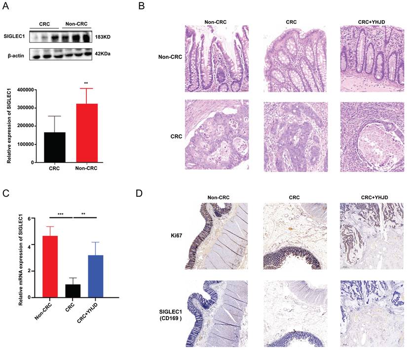 J Cancer Image