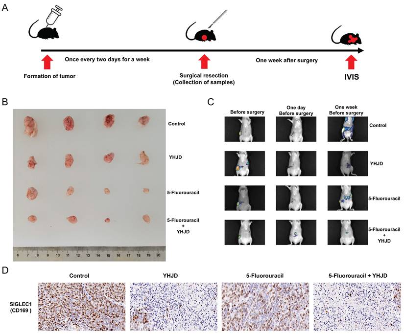 J Cancer Image