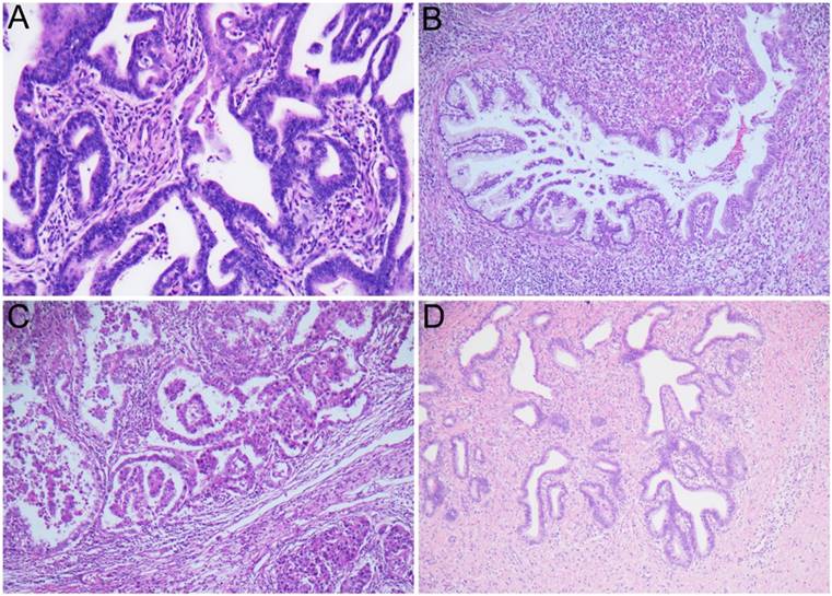 J Cancer Image