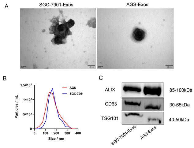 J Cancer Image