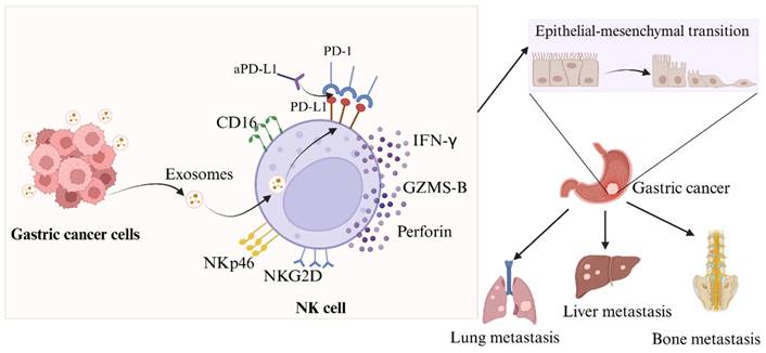 J Cancer Image