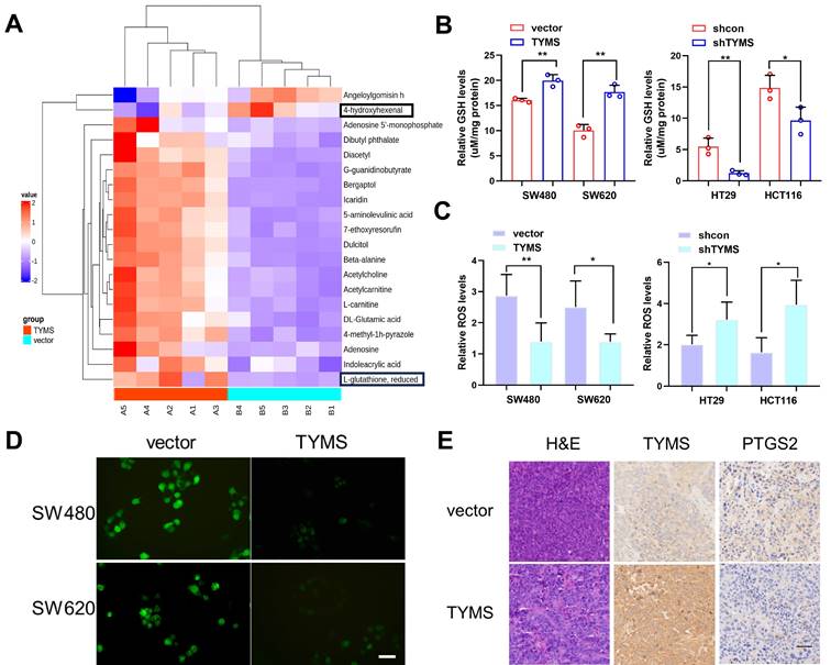 J Cancer Image