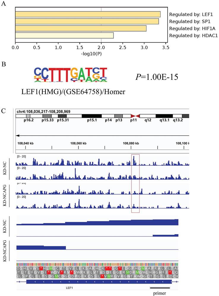 J Cancer Image