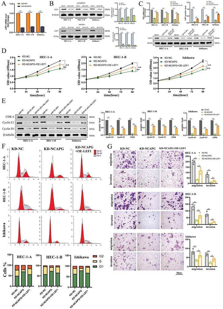 J Cancer Image