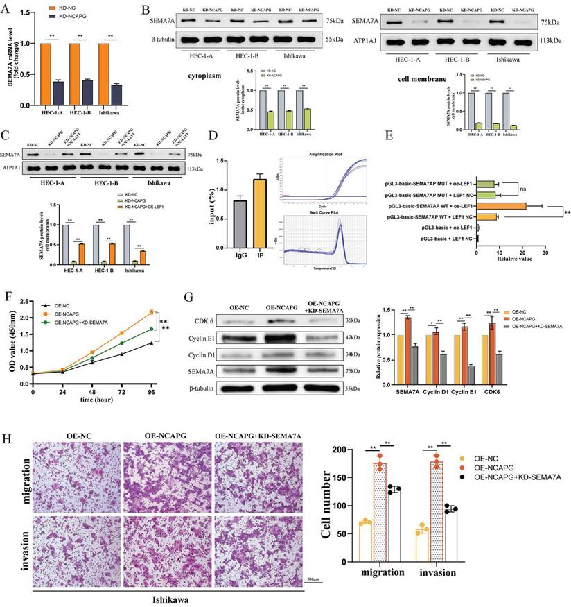 J Cancer Image