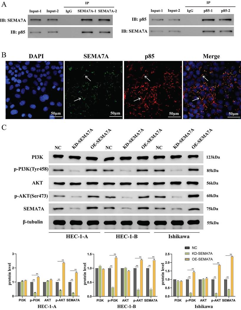 J Cancer Image