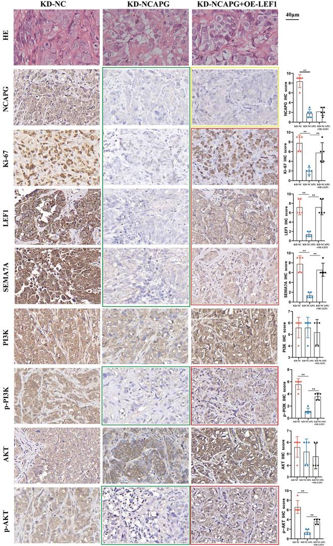 J Cancer Image