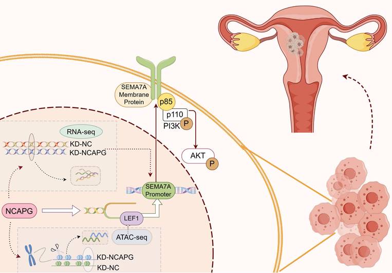 J Cancer Image