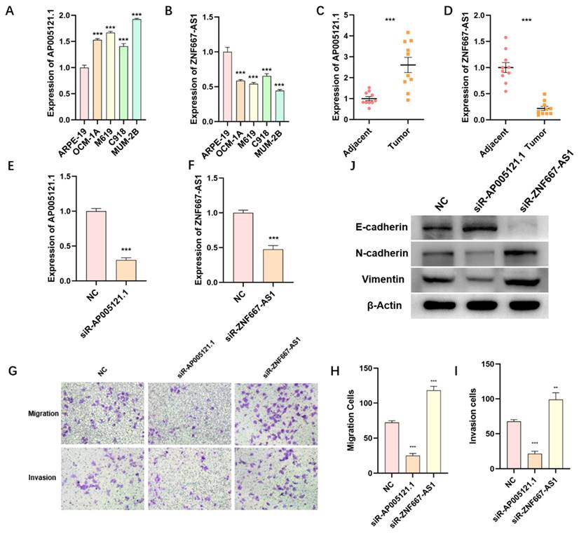 J Cancer Image