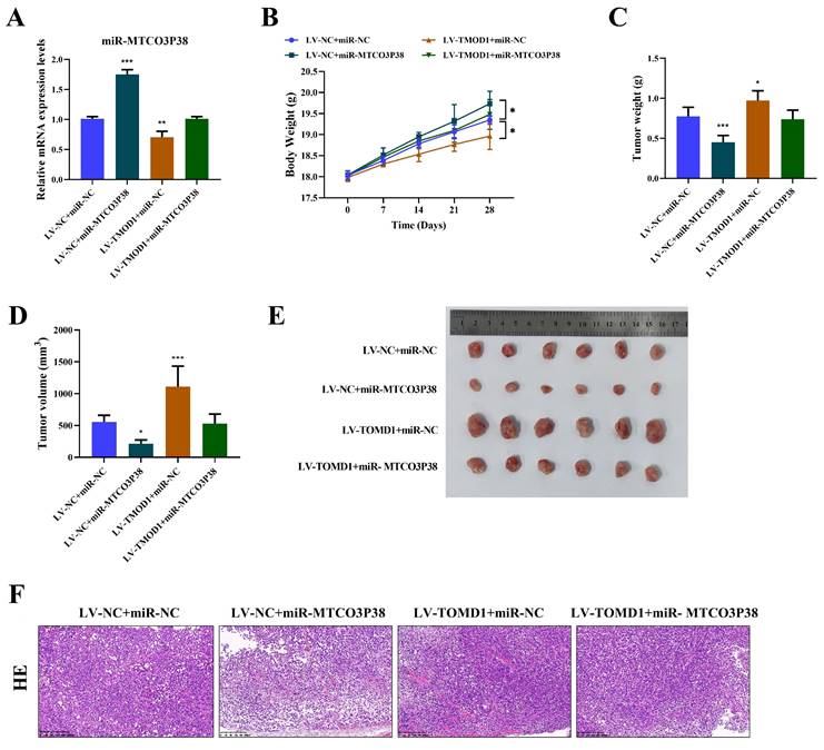 J Cancer Image