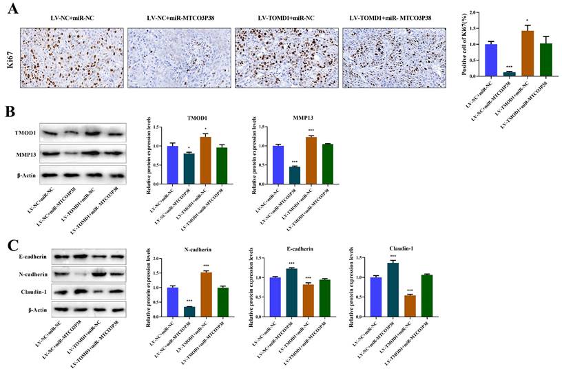 J Cancer Image