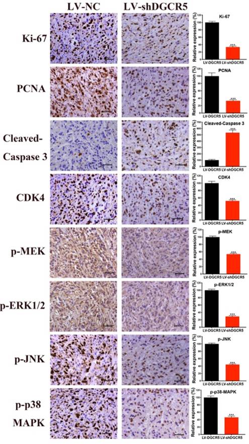 J Cancer Image