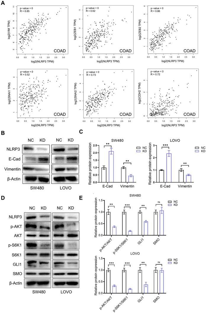 J Cancer Image