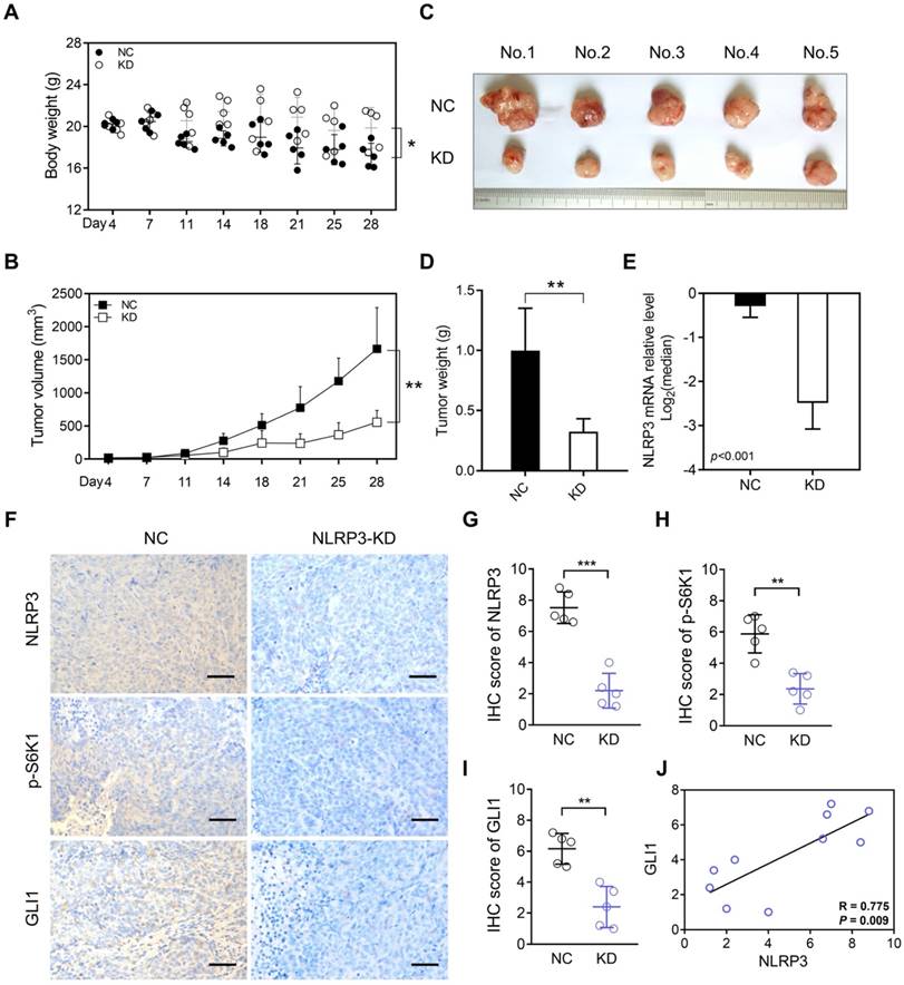 J Cancer Image