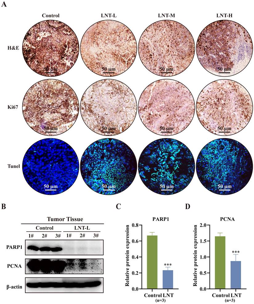 J Cancer Image