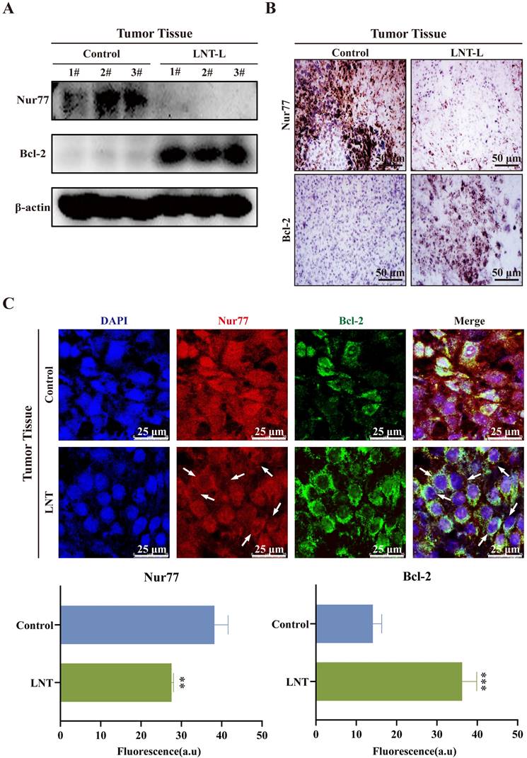 J Cancer Image