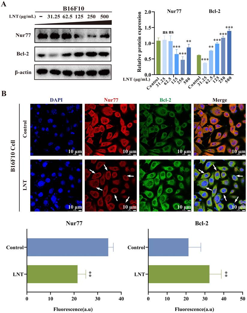 J Cancer Image