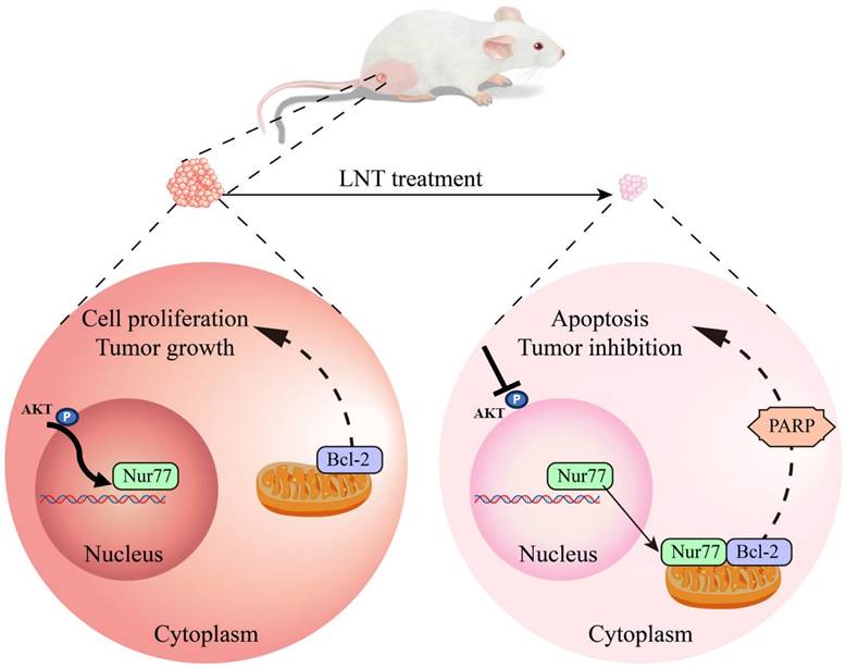 J Cancer Image