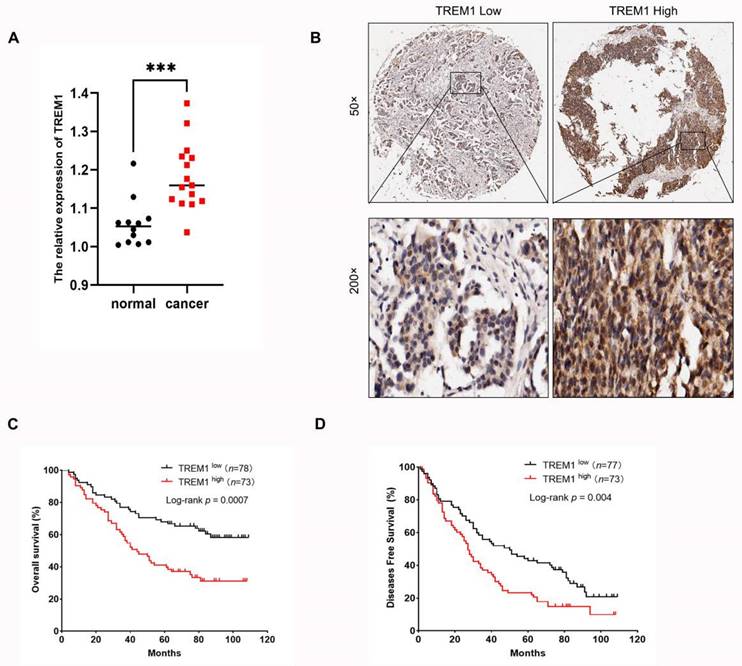 J Cancer Image