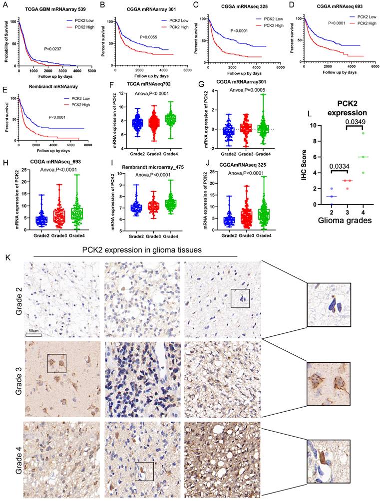 J Cancer Image