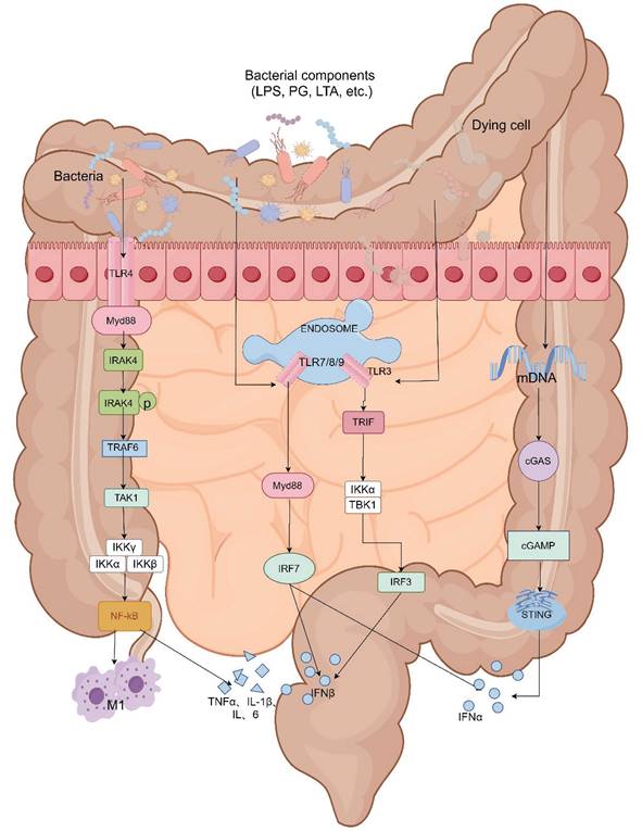 J Cancer Image