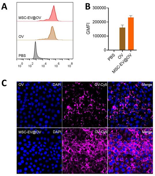 J Cancer Image