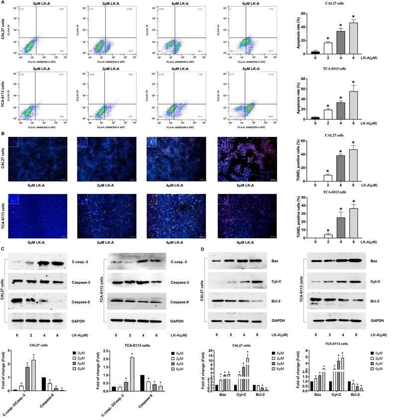 J Cancer Image