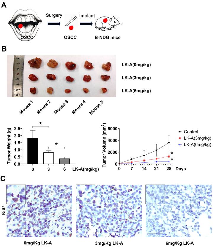 J Cancer Image