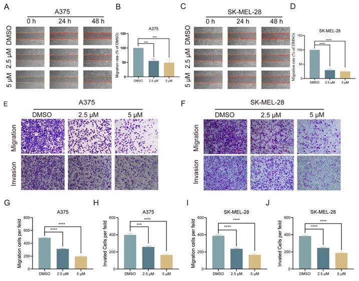 J Cancer Image