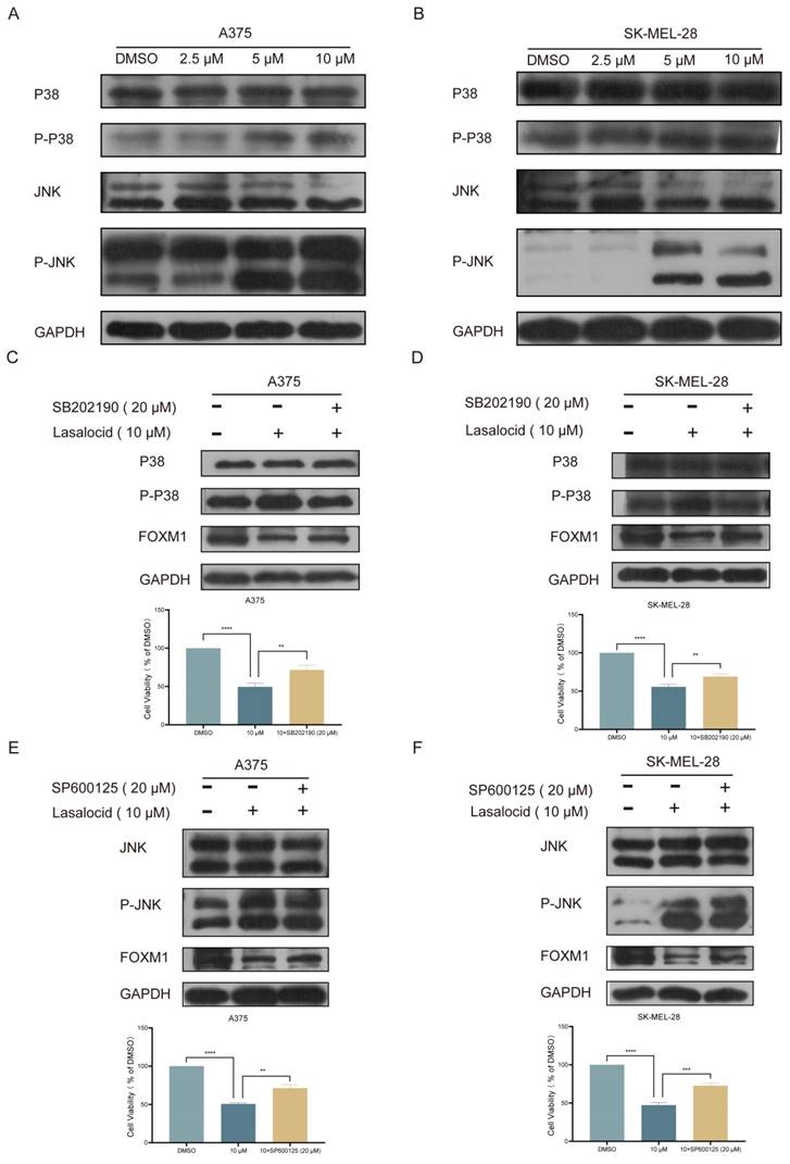 J Cancer Image