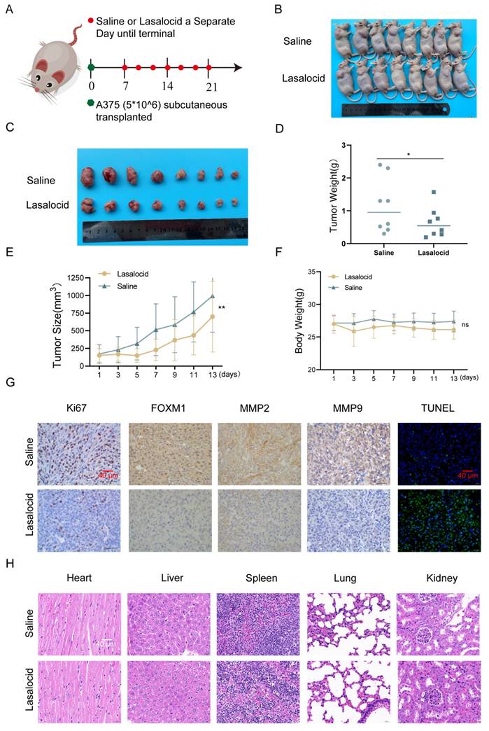 J Cancer Image