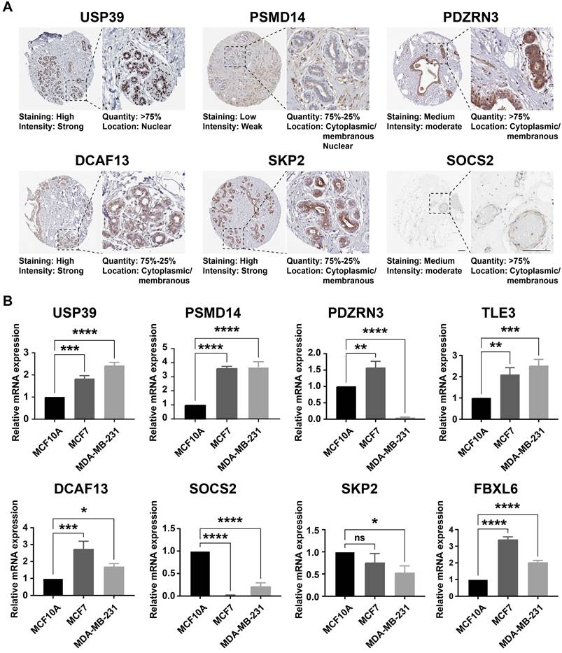 J Cancer Image