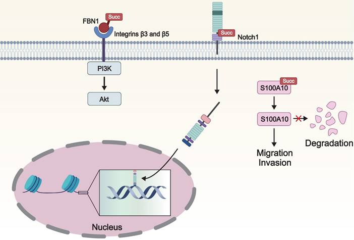 J Cancer Image