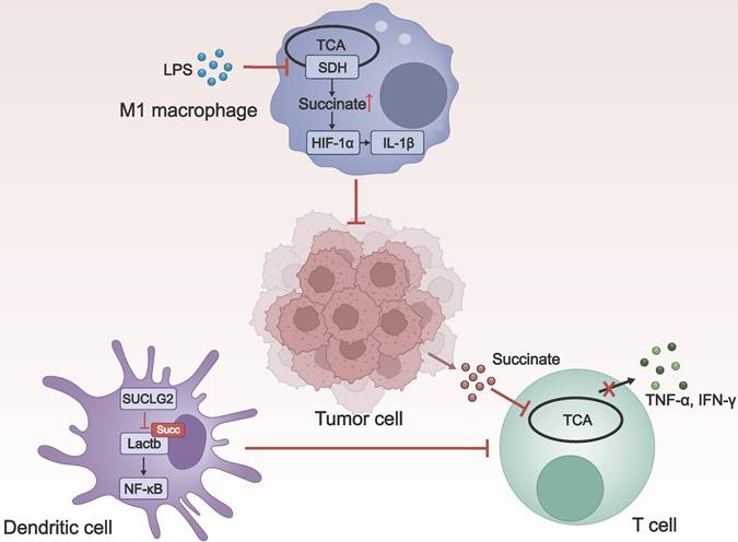 J Cancer Image