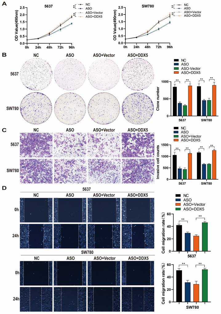 J Cancer Image