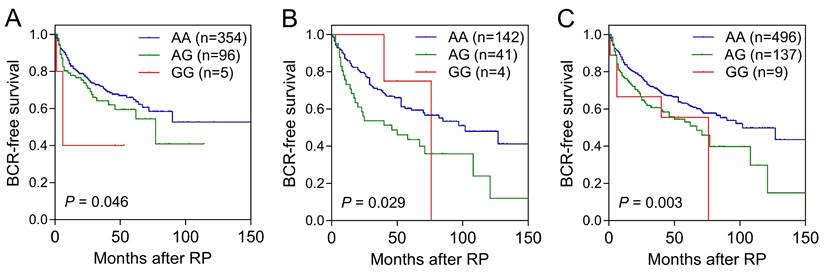 J Cancer Image