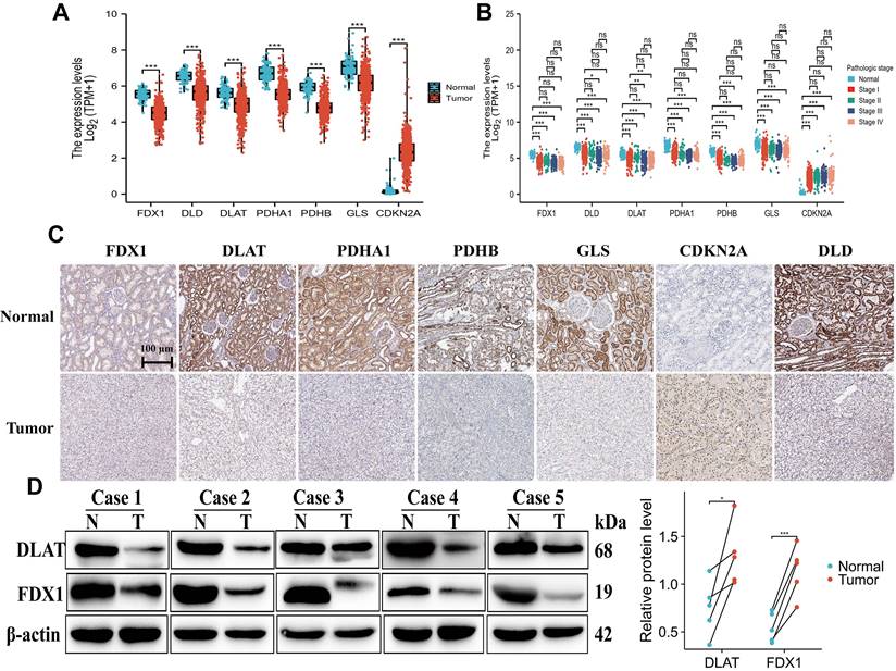 J Cancer Image