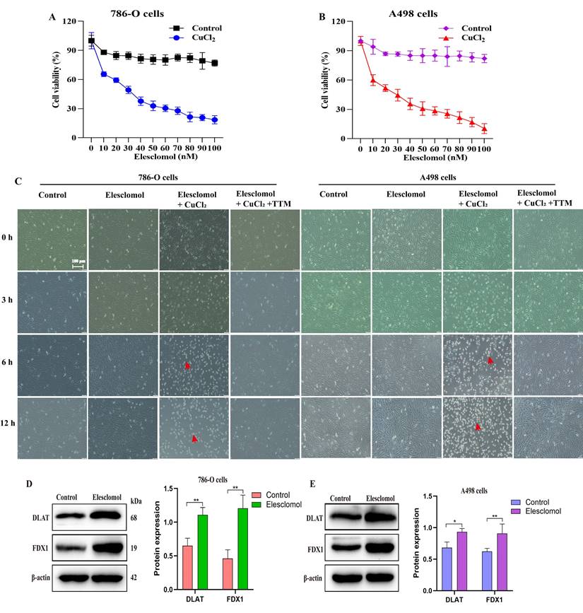 J Cancer Image