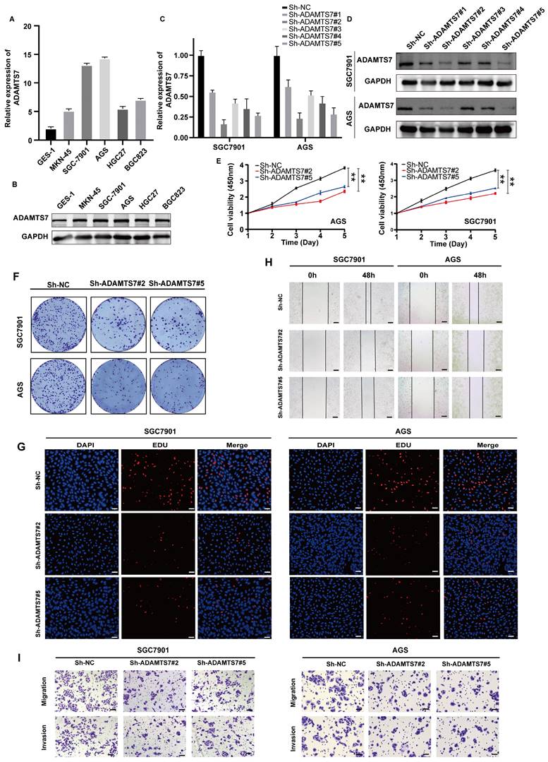 J Cancer Image